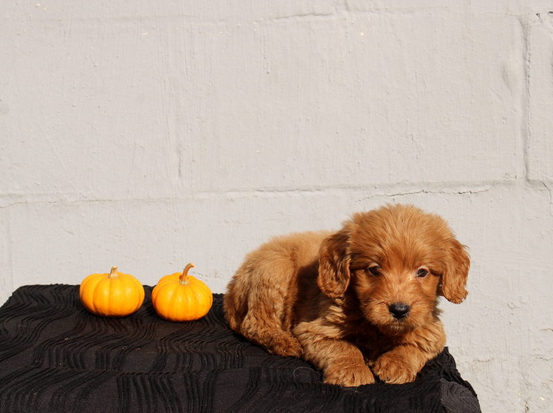 puppy, for, sale, Mini Goldendoodle F1, Matthew B. Stoltzfus, dog, breeder, Gap, PA, dog-breeder, puppy-for-sale, forsale, nearby, find, puppyfind, locator, puppylocator, aca